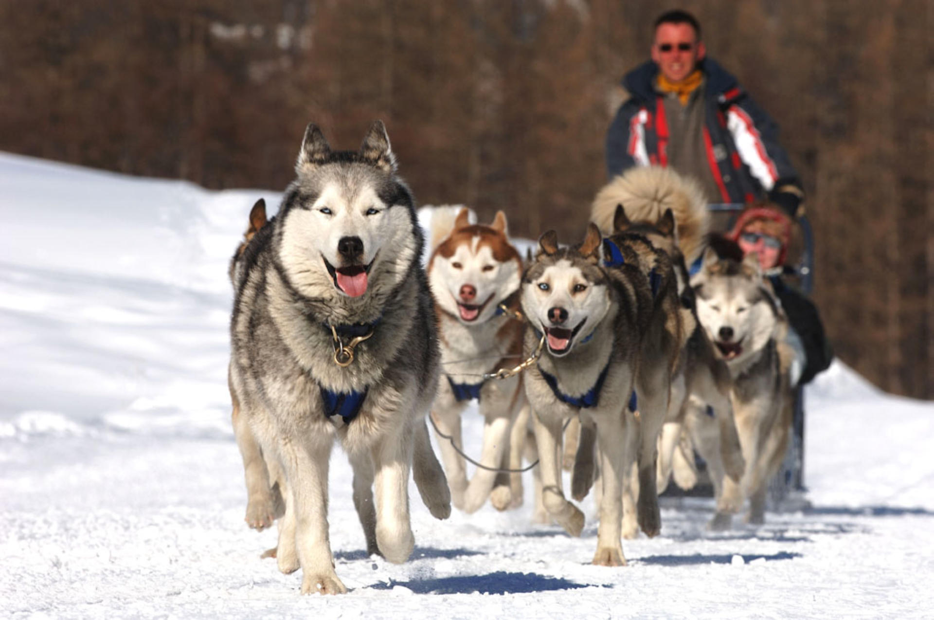 Wild Experiences Chiens De Traineau Hautes Alpes
