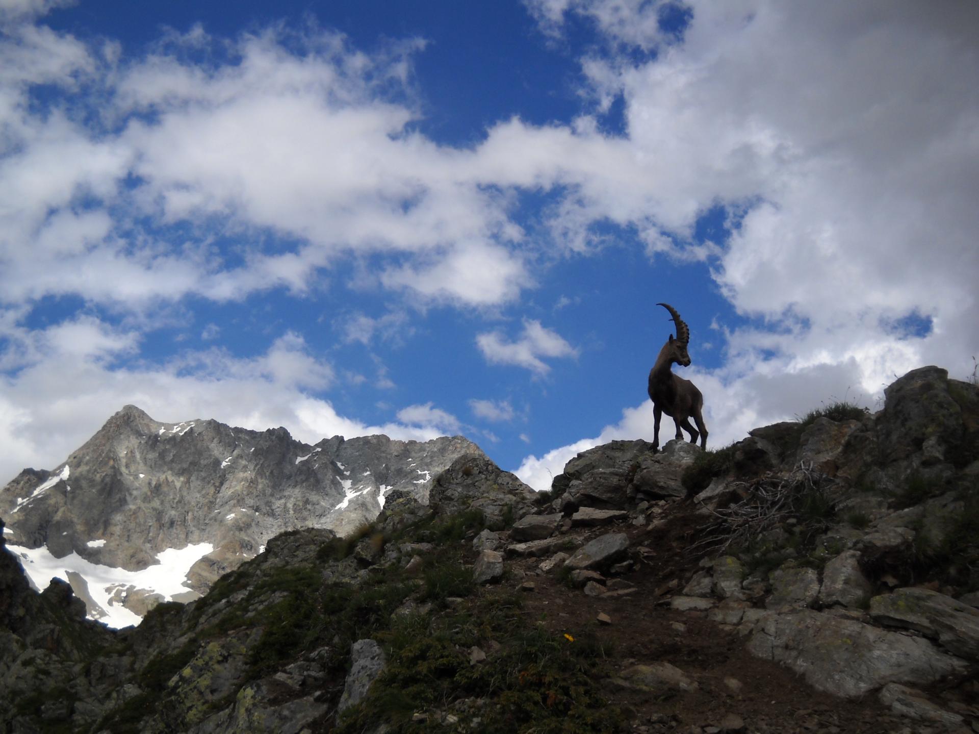 Les Animaux Dans Le Parc National Des Ecrins Hautes Alpes