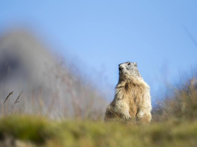 Les Animaux Dans Le Parc National Des Ecrins Hautes Alpes