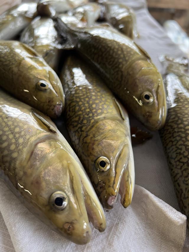 Pisciculture de La Motte Champsaur